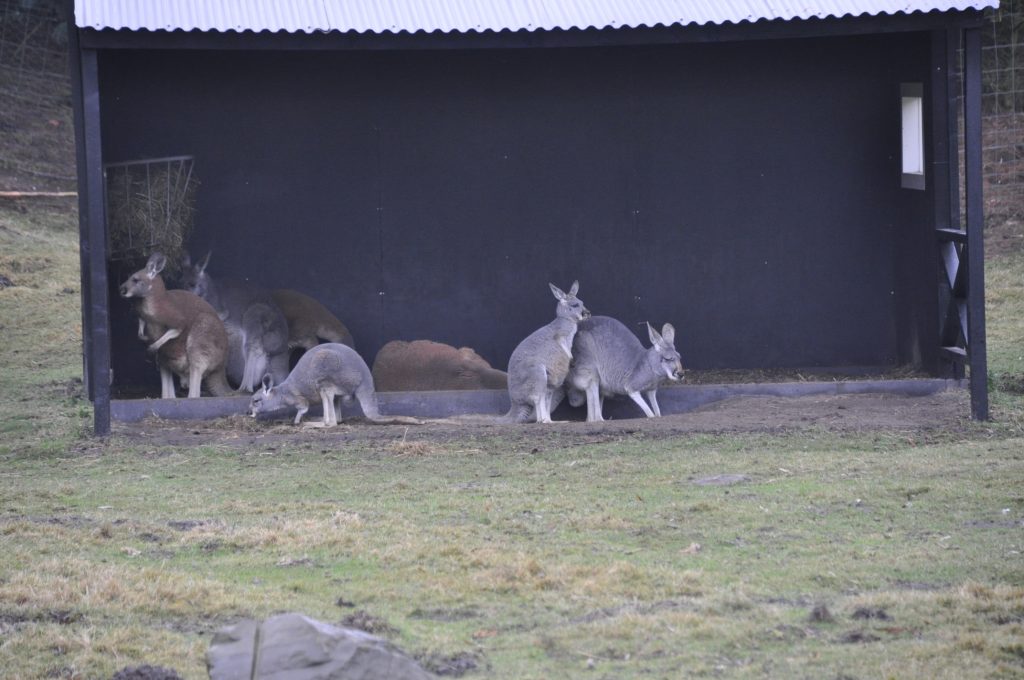 zooparc overloon