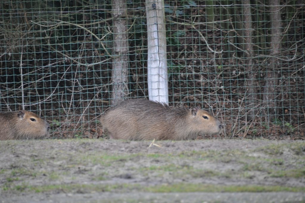 zooparc overloon
