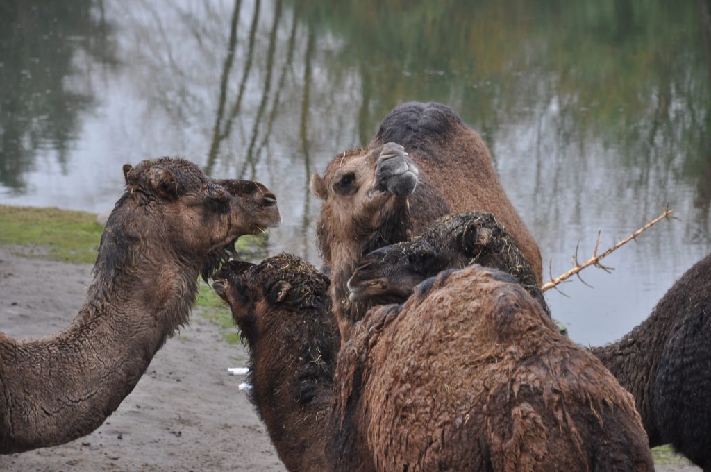 zooparc overloon