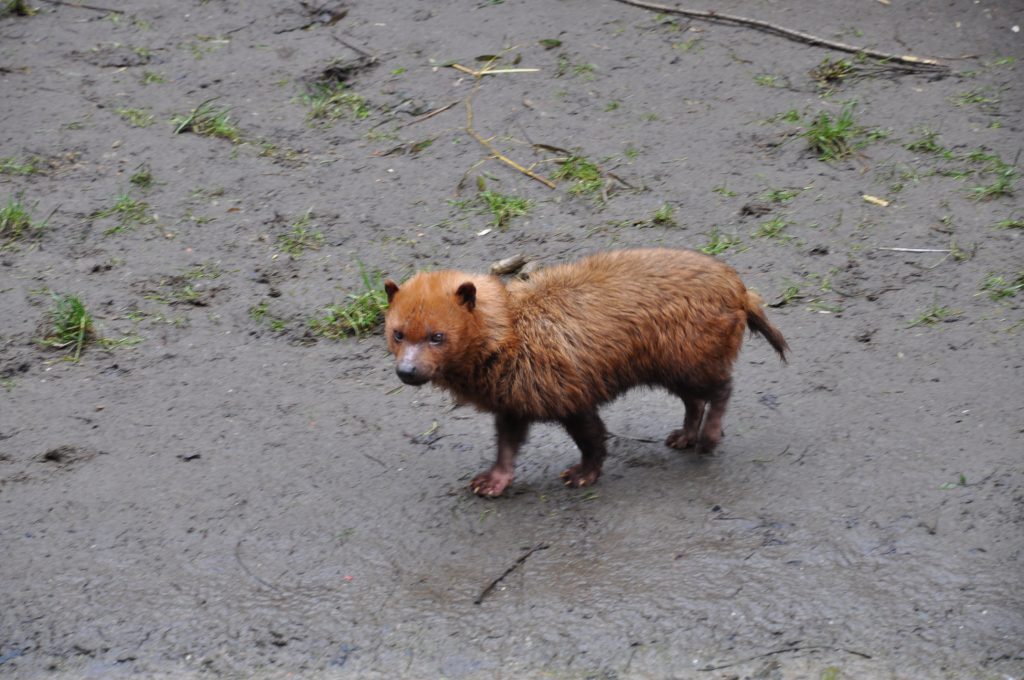 zooparc overloon