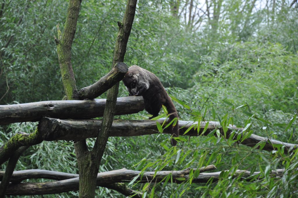 zooparc overloon