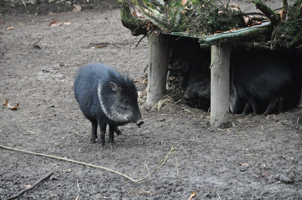 zooparc overloon