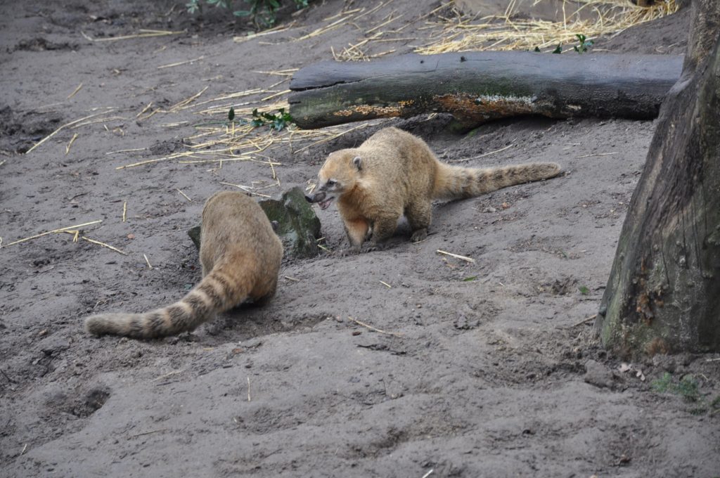 zooparc overloon