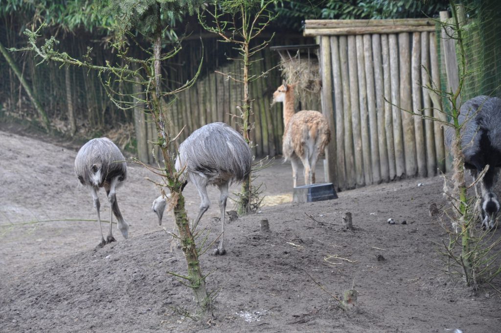 zooparc overloon