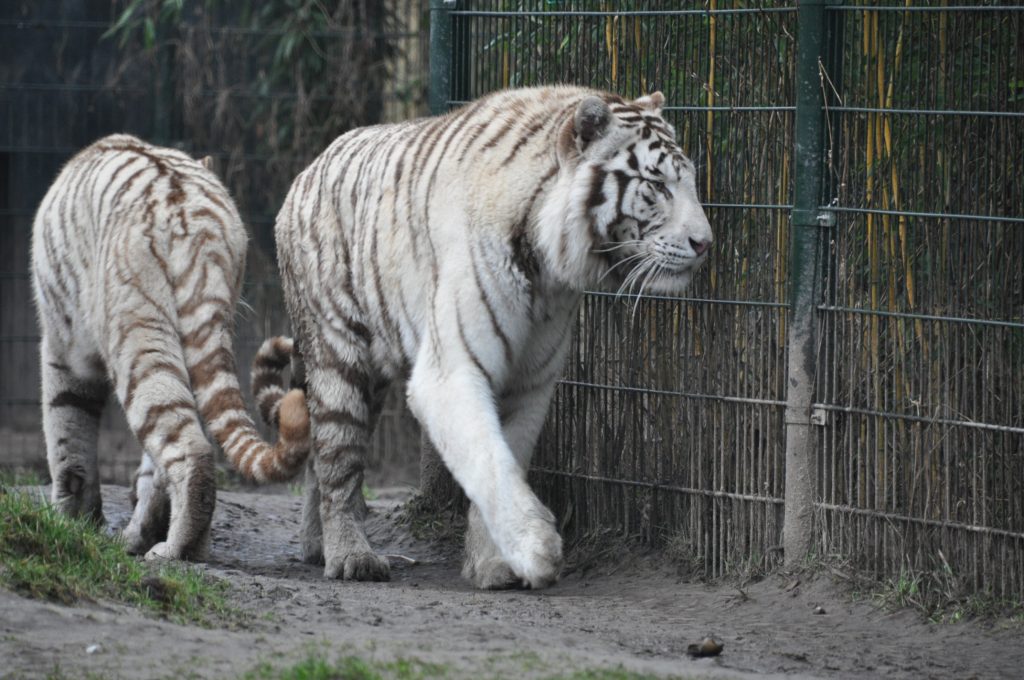 zooparc overloon