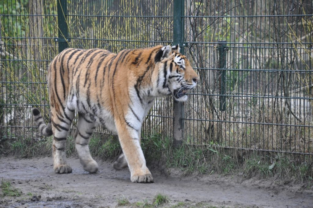 zooparc overloon