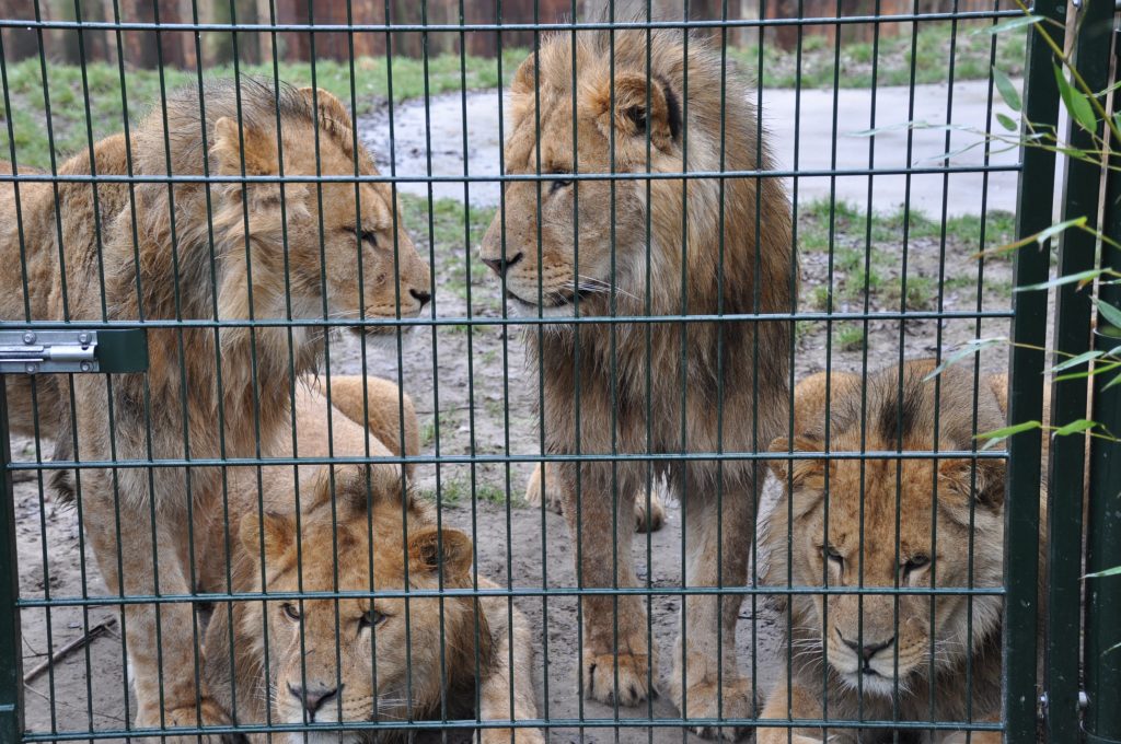 zooparc overloon