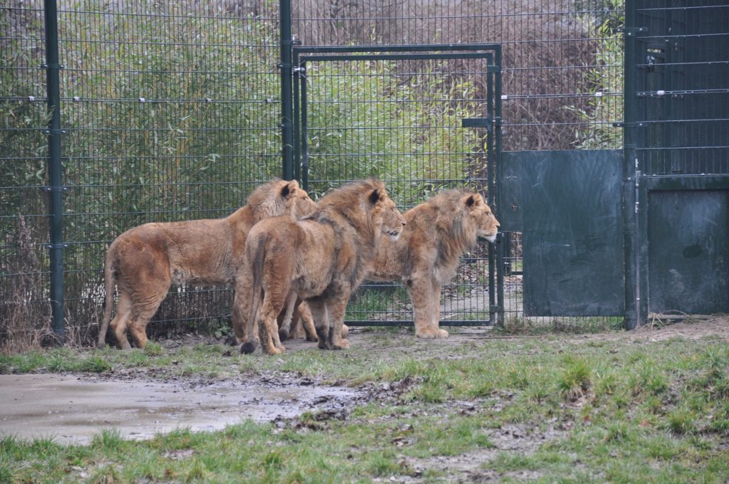 zooparc overloon