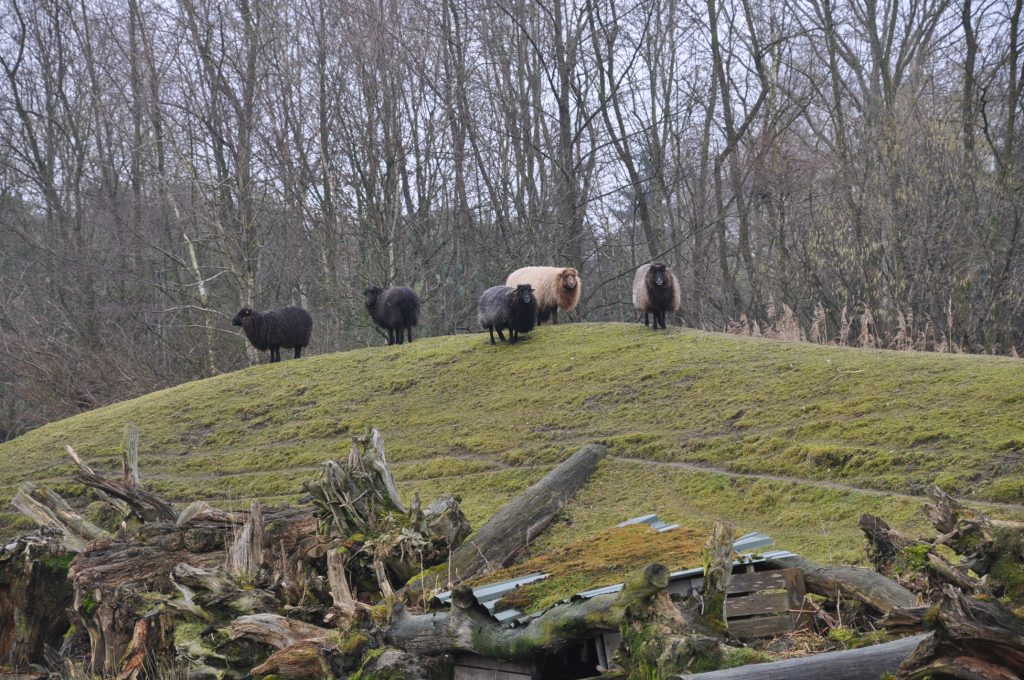 zooparc overloon