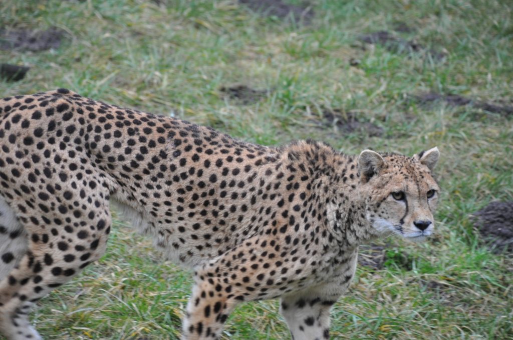zooparc overloon