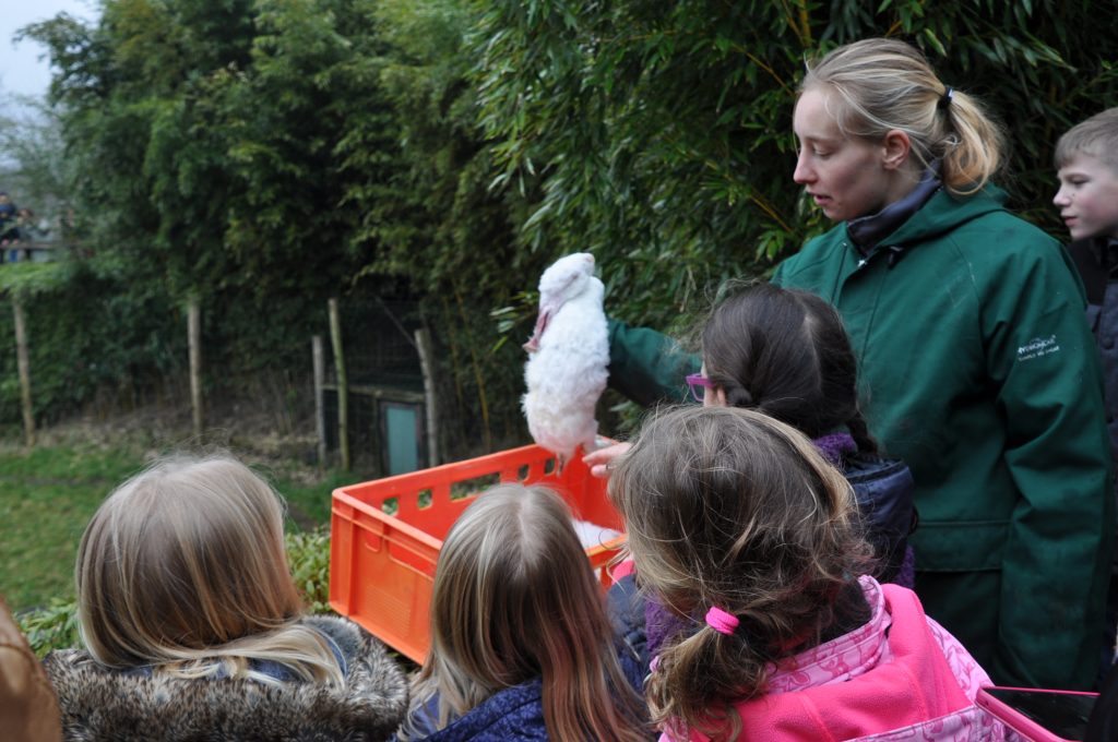 zooparc overloon