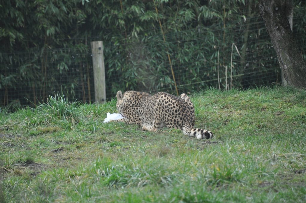 zooparc overloon