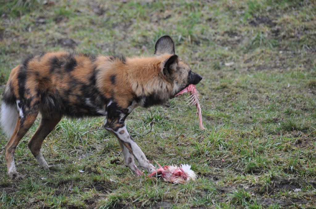 zooparc overloon
