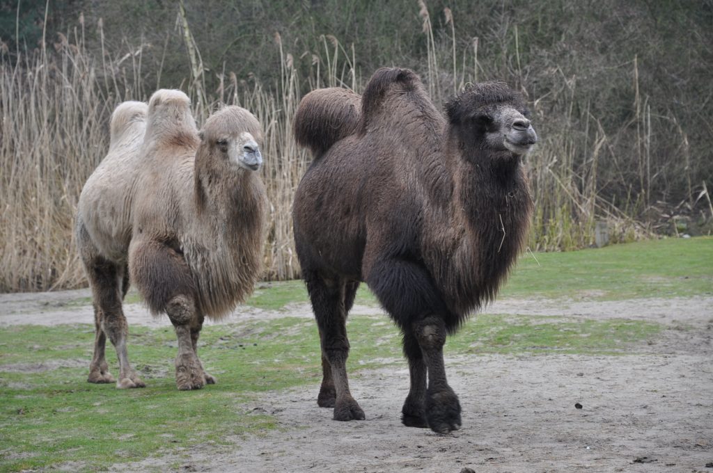 zooparc overloon