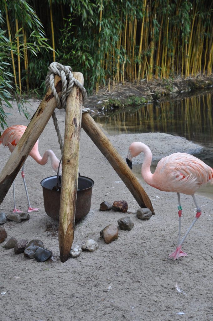 zooparc overloon