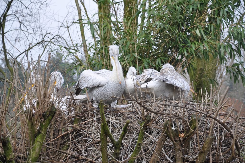 zooparc overloon