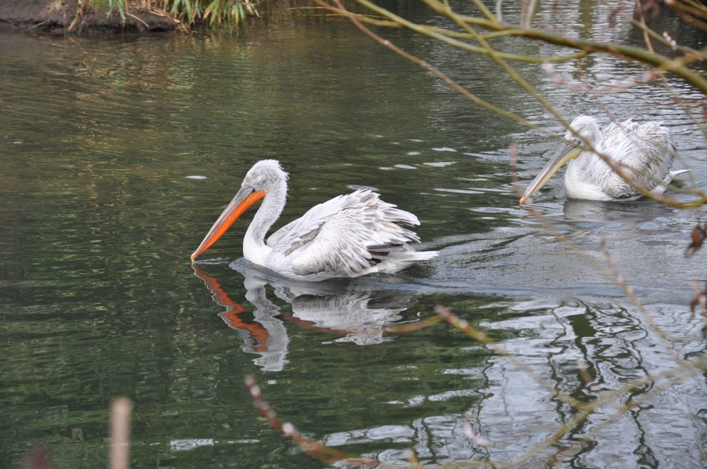 zooparc overloon