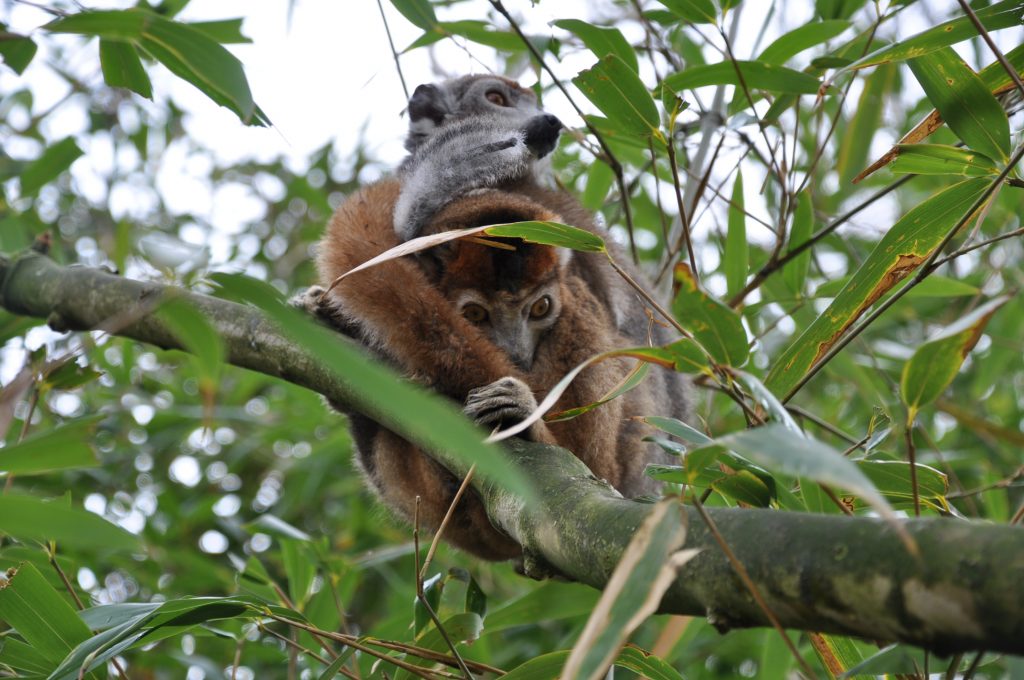 zooparc overloon