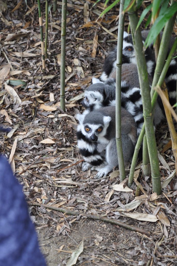 zooparc overloon