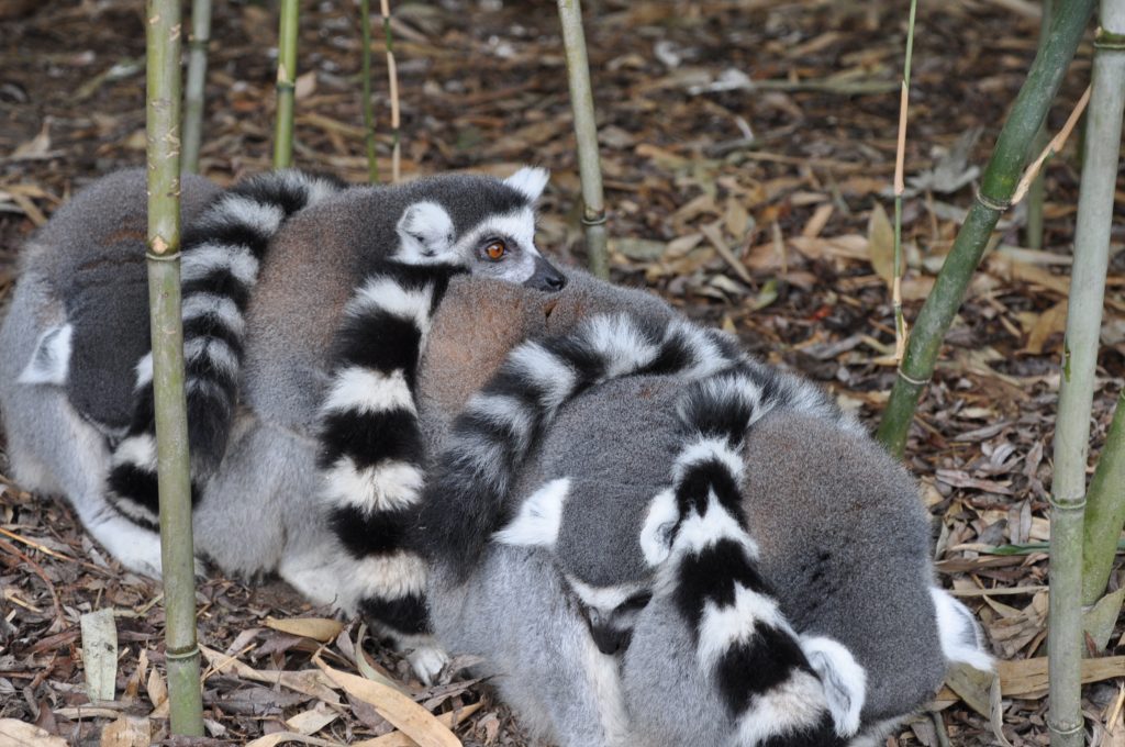 zooparc overloon