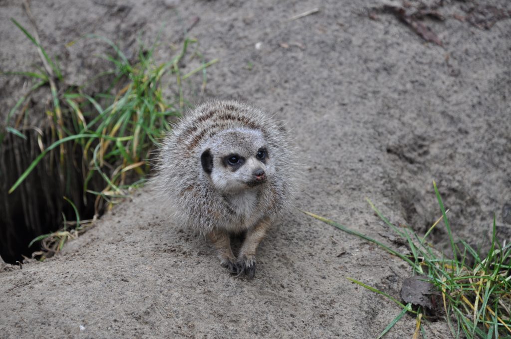 zooparc overloon