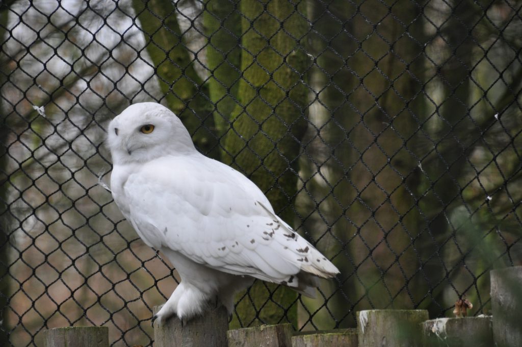 zooparc overloon