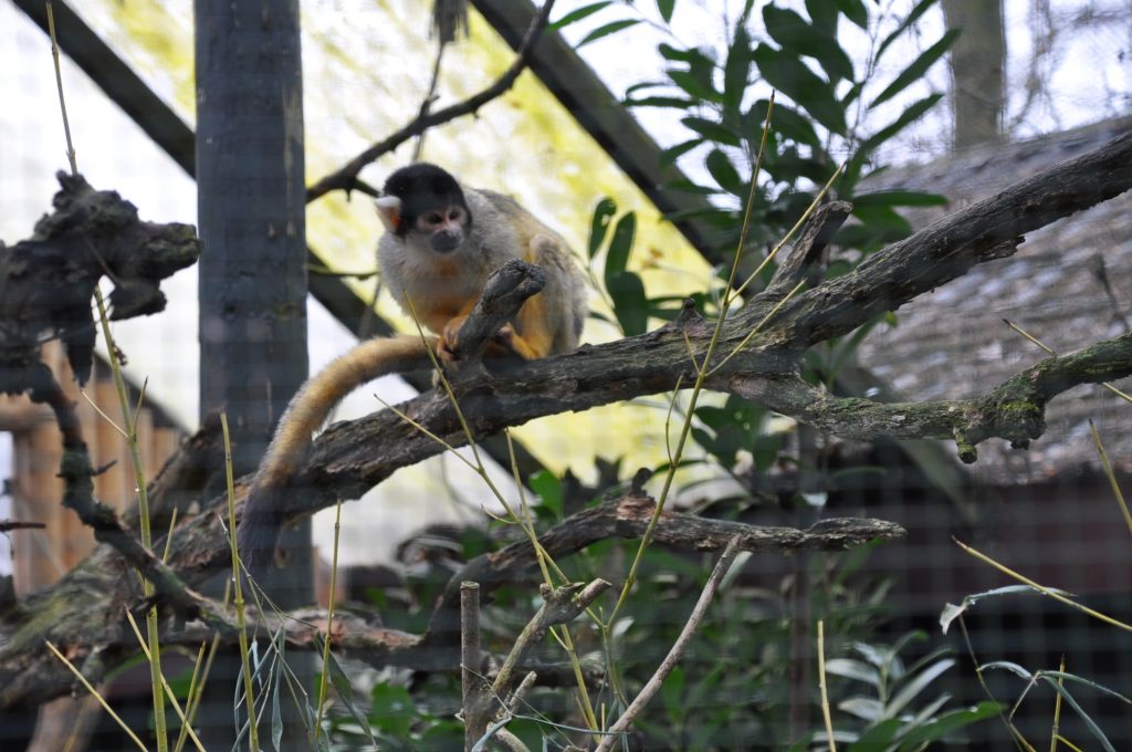 zooparc overloon