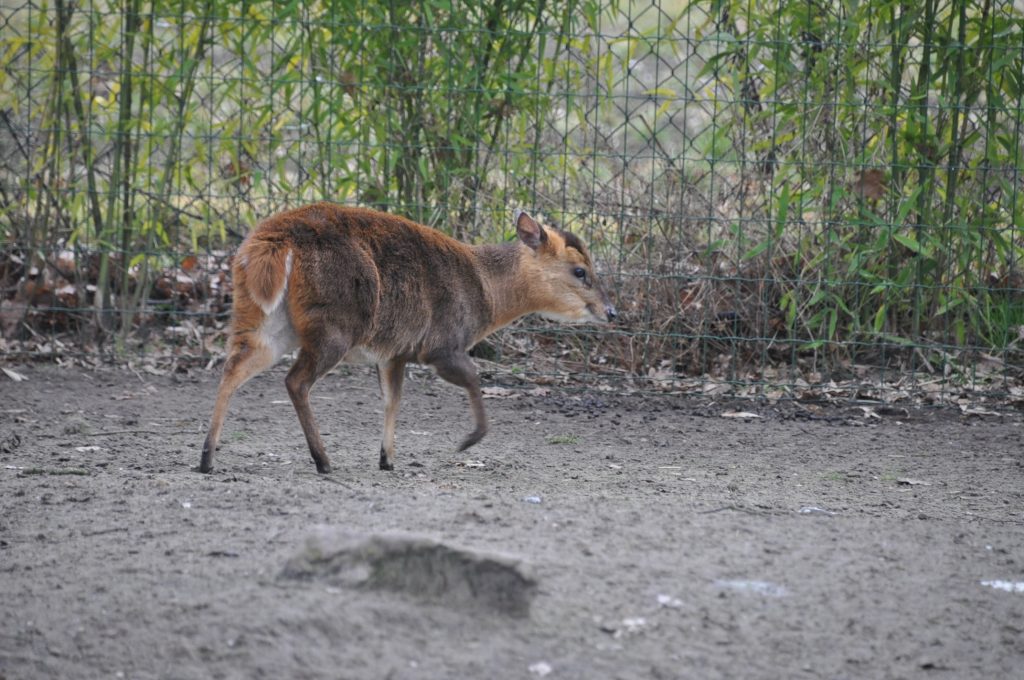 zooparc overloon