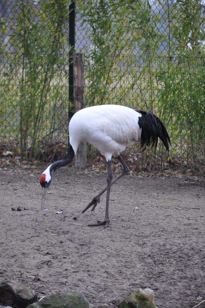 zooparc overloon