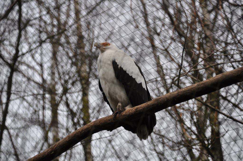 zooparc overloon