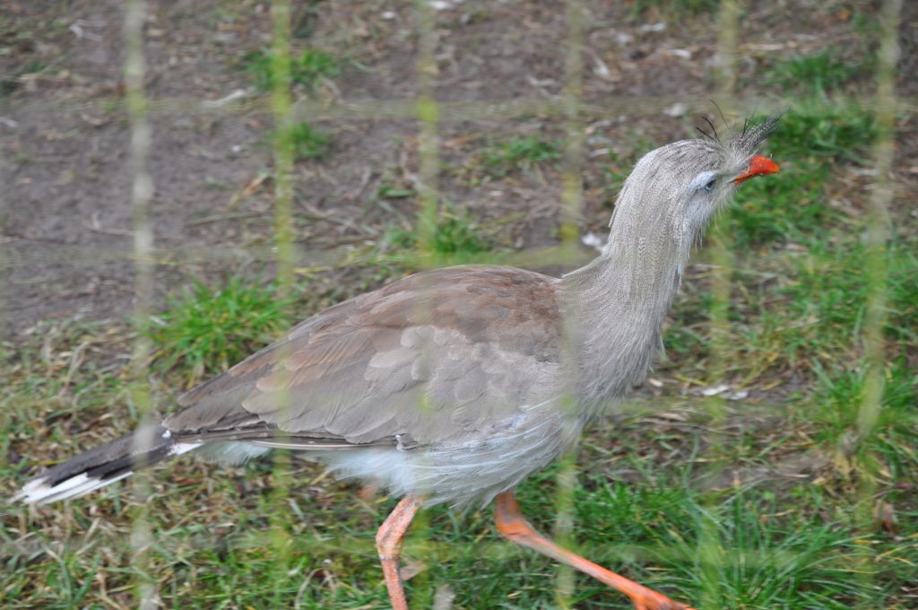 zooparc overloon