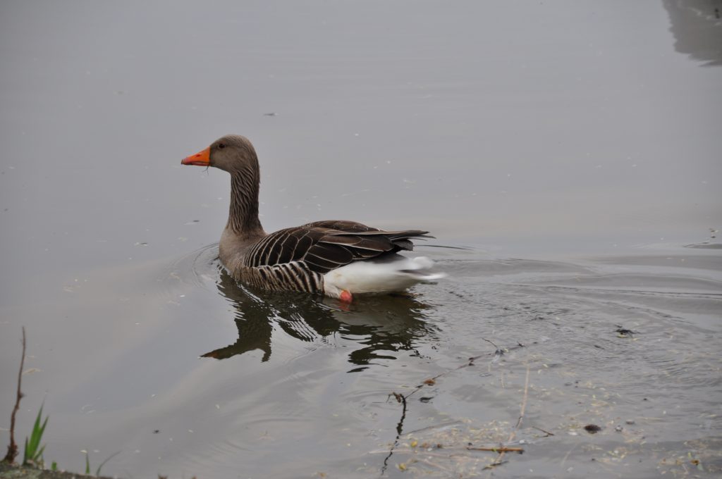 gans