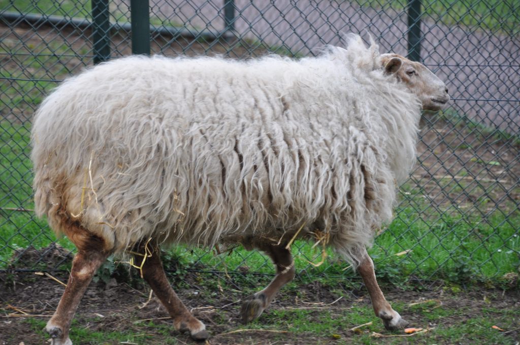 schaap