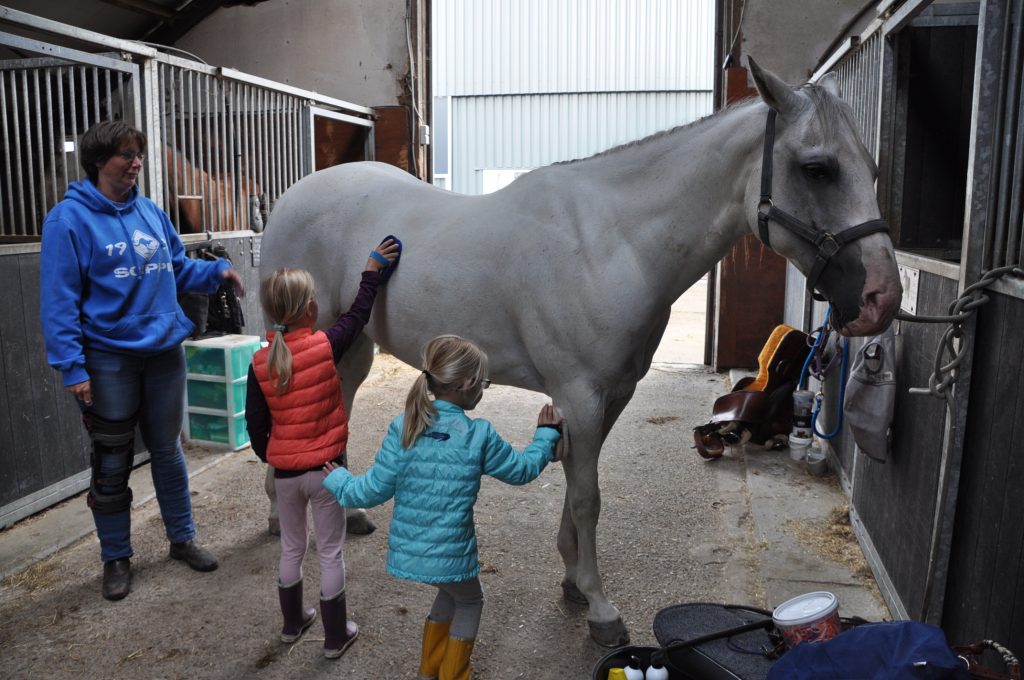 paarden
