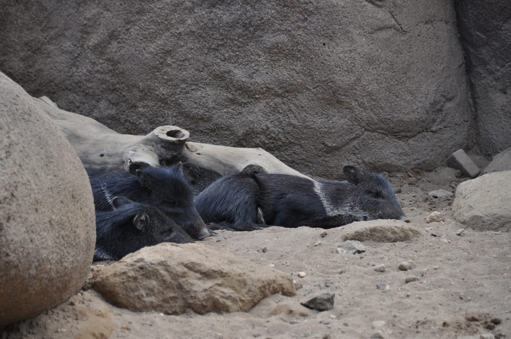 burgers zoo