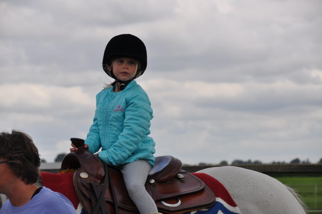 paarden