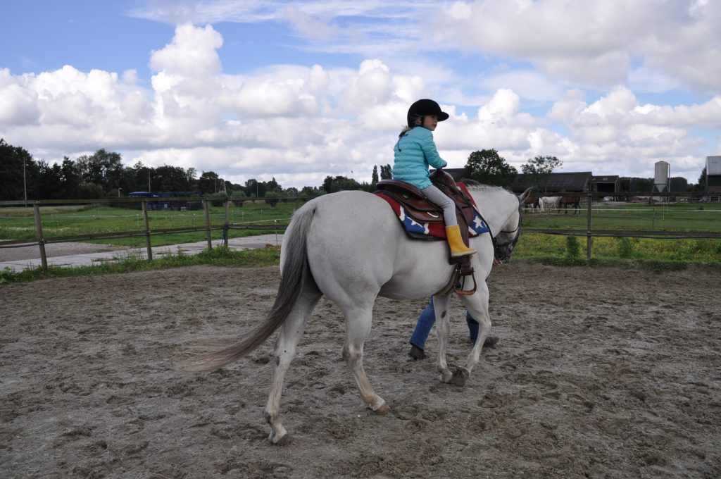 paarden
