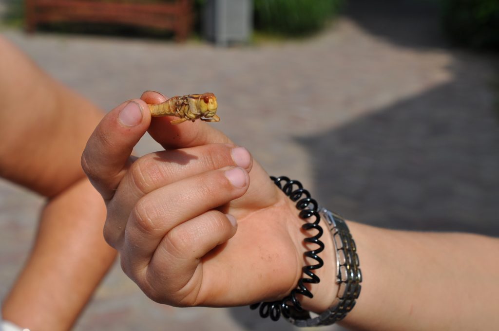 viespeukenweek dierenrijk