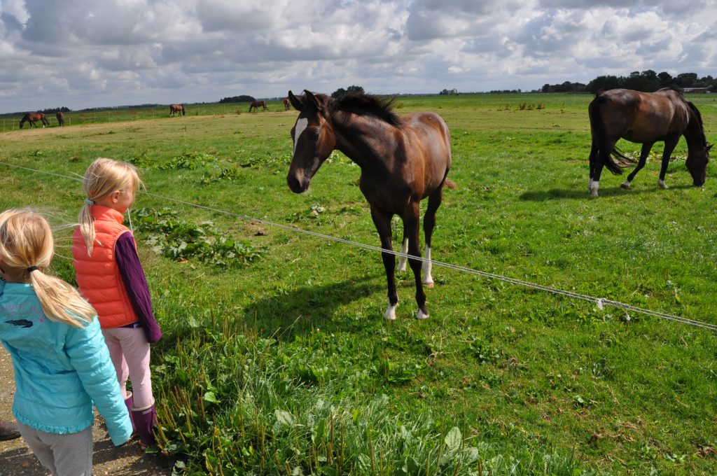 paarden