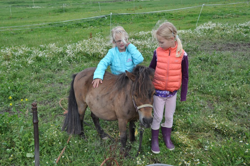 paarden