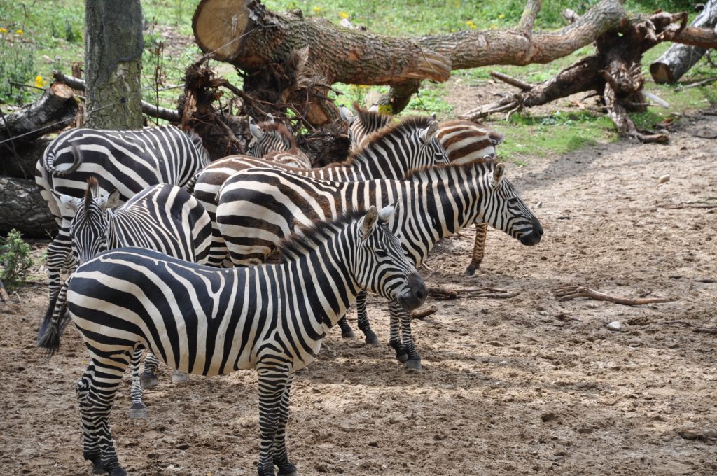 burgers zoo