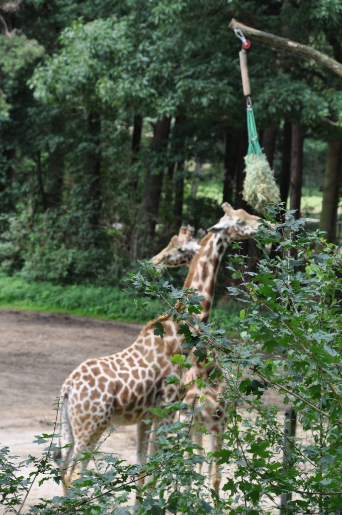 burgers zoo
