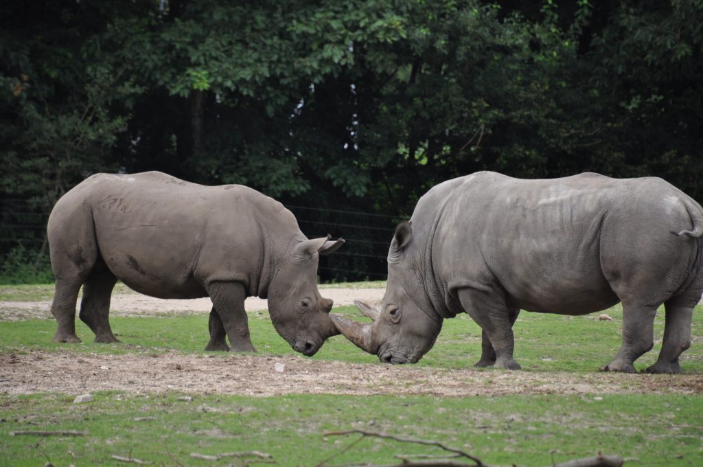 burgers zoo
