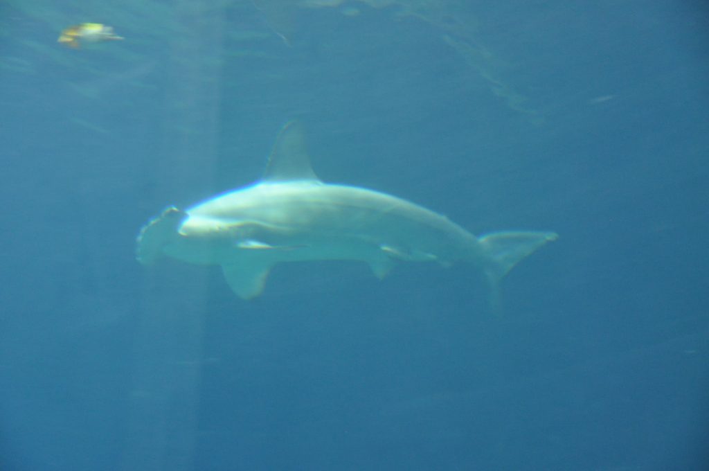 burgers zoo