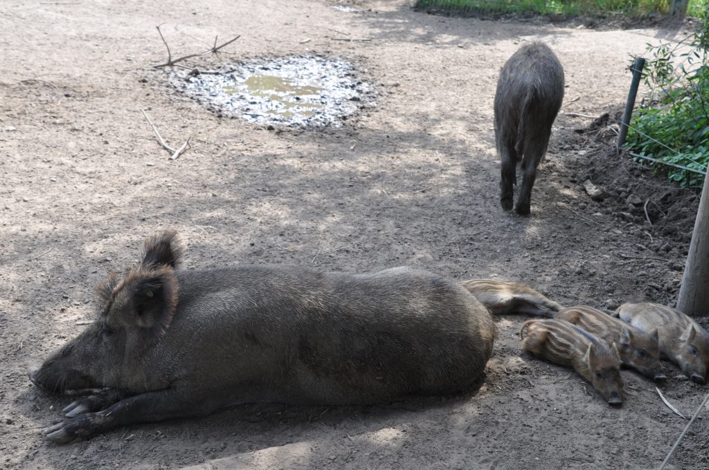 viespeukenweek dierenrijk