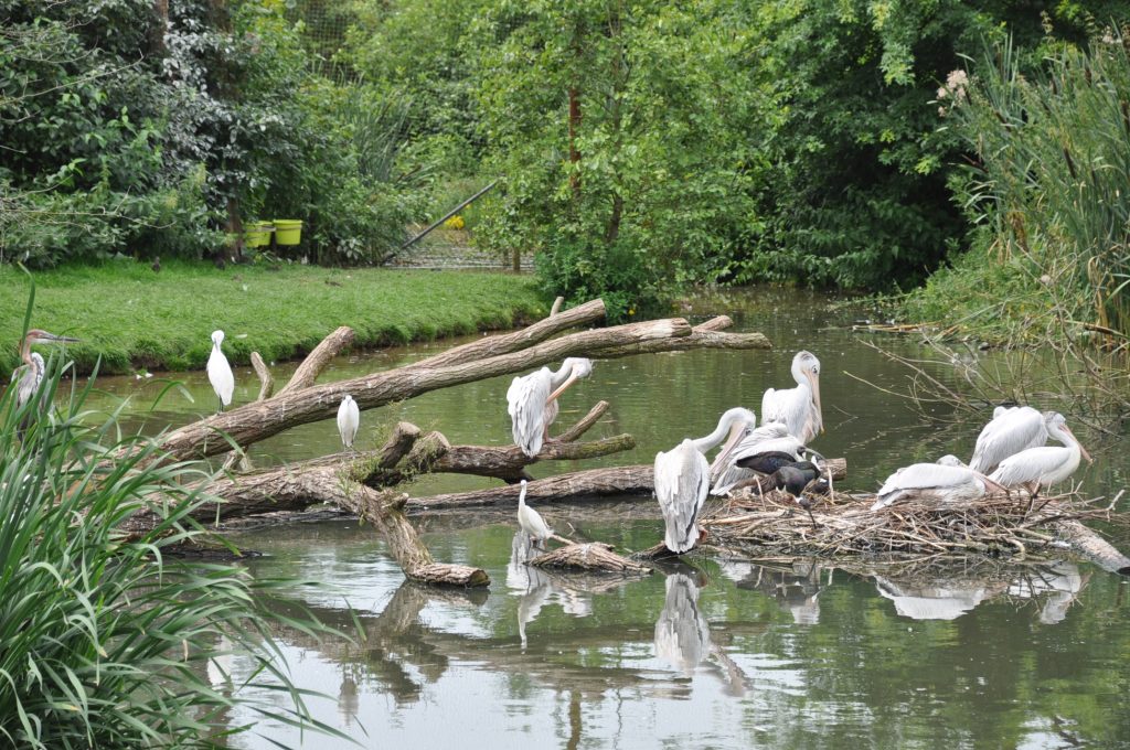 viespeukenweek dierenrijk