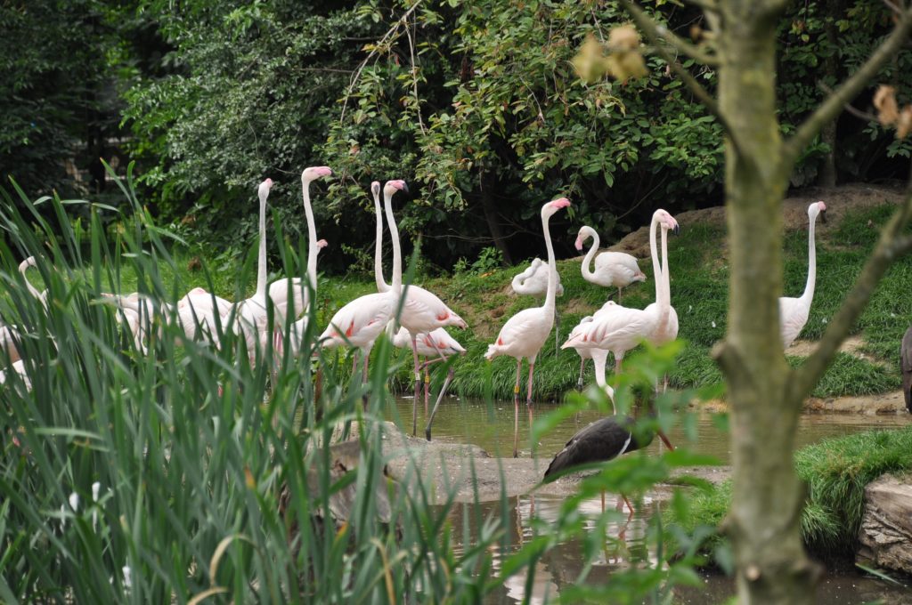 viespeukenweek dierenrijk