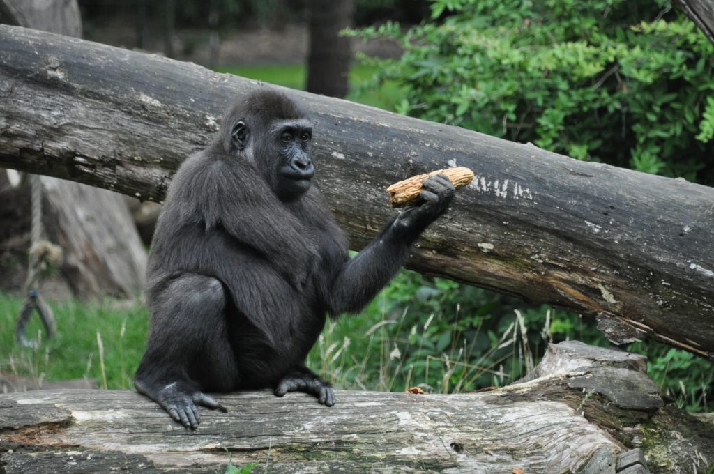 burgers zoo