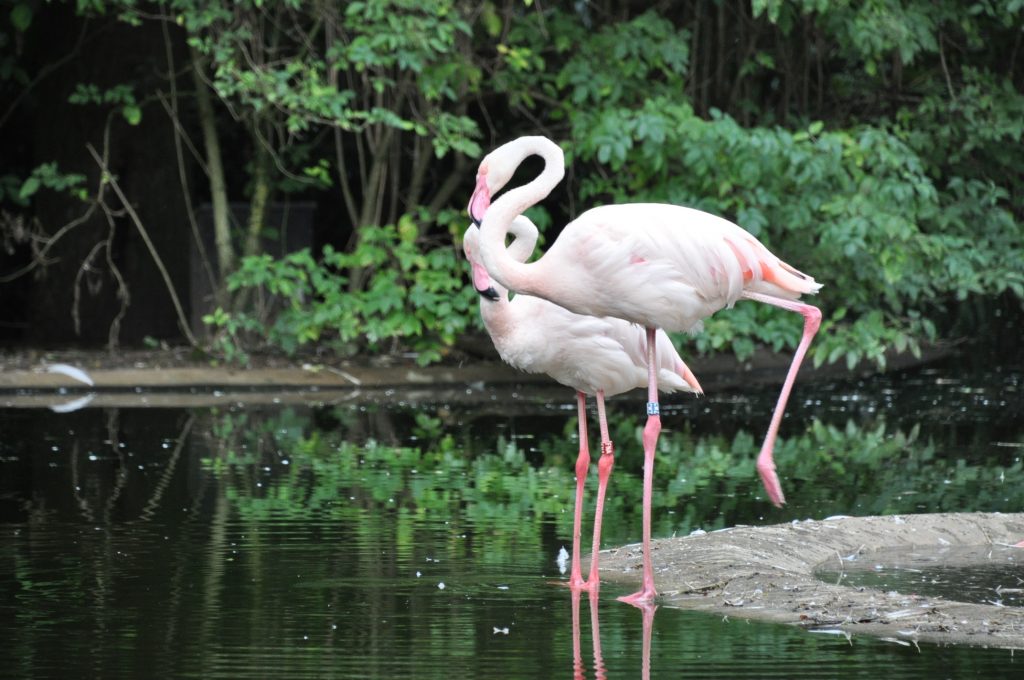burgers zoo