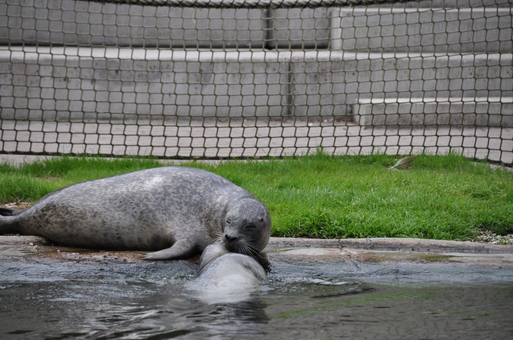 viespeukenweek dierenrijk